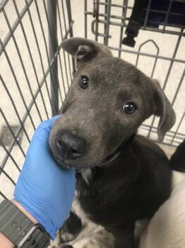 Labrador Retriever and Mixed Breed Dogs Available for Adoption in Conroe, Texas - A427028 | PetCurious