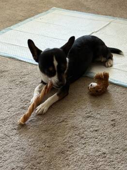 Chihuahua Dogs Available for Adoption in Beaumont, California - JAX | PetCurious