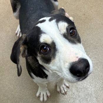 Rescue Shepherd and Mixed Breed Dogs for Adoption in Corpus Christi, Texas - Pudding | PetCurious