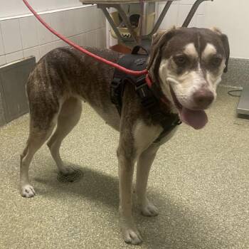 IVHS-Stray-140881 -  Husky and Labrador Retriever Dog for Adoption in San Gabriel, California - IVHS-Stray-140881 | PetCurious
