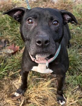 Buffy -  Mixed Breed Dog for Adoption in Mckeesport, Pennsylvania - Buffy | PetCurious