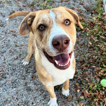 Rescue Pit Bull Terrier Dogs for Adoption in Lindon, Utah - Alamo | PetCurious