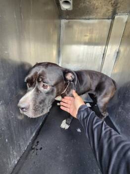 MAXXY -  American Staffordshire Terrier Dog for Adoption in San Antonio, Texas - MAXXY | PetCurious