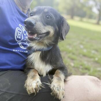 Yuri -  Dachshund Dog for Adoption in Caldwell, Texas - Yuri | PetCurious