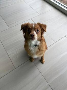 Oliver - 1 -  Chihuahua and Mixed Breed Dog for Adoption in Daytona Beach, Florida - Oliver - 1 | PetCurious