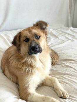 Golden Retriever Dogs Available for Adoption in Burlington, North Carolina - Teddy Bear  | PetCurious