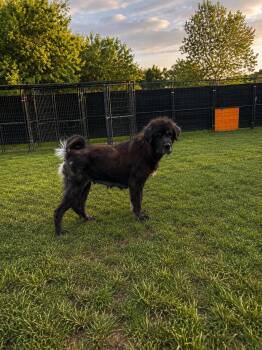 Nova -  Newfoundland Dog Dog for Adoption in Brownstown, Indiana - Nova | PetCurious