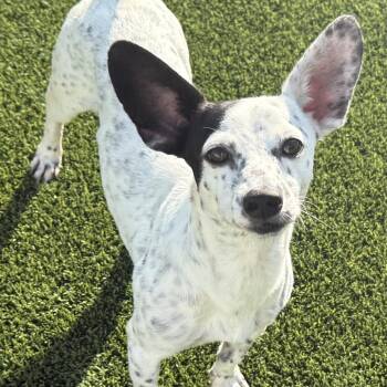 Wesley - Rat Terrier mix -  Rat Terrier and Chihuahua Dog for Adoption in Hondo, Texas - Wesley - Rat Terrier Mix | PetCurious