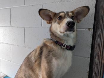 Rescue Husky and Shepherd Dogs for Adoption in Morden, Manitoba - Fennec | PetCurious