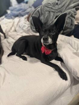 Rescue Chihuahua and Miniature Pinscher Dogs for Adoption in El Cajon, California - Sweetie | PetCurious