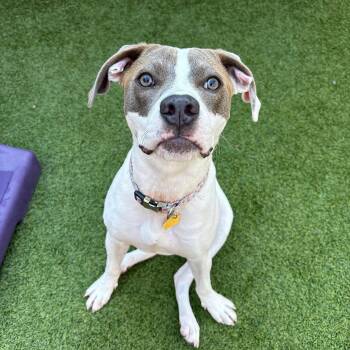 Rescue Mixed Breed Dogs for Adoption in Columbia, South Carolina - Honey | PetCurious