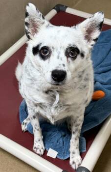 Haru (53594) -  Mixed Breed Dog for Adoption in Columbia, Maryland - Haru (53594) | PetCurious