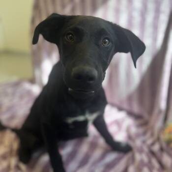 Rescue Black Labrador Retriever and Mixed Breed Dogs for Adoption in Kanab, Utah - Gollum | PetCurious