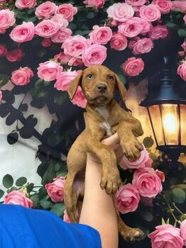 Pit Bull Terrier and Mixed Breed Dogs Available for Adoption in San Bernardino, California - TOFFEE | PetCurious