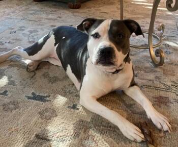 Rescue Pit Bull Terrier Dogs for Adoption in Boulder, Colorado - Luna | PetCurious