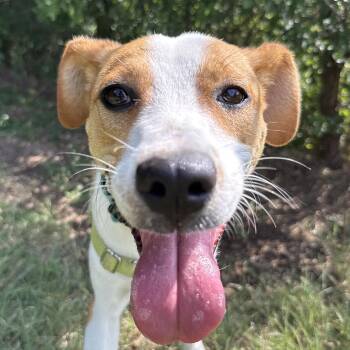 Lady -  Parson Russell Terrier Dog for Adoption in Bulverde, Texas - Lady | PetCurious