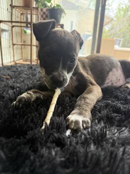 American Staffordshire Terrier Dogs Available for Adoption in Denver, Colorado - Annette | PetCurious
