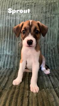 Sprout -  German Shepherd Dog Dog for Adoption in Greensboro, North Carolina - Sprout | PetCurious