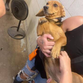 Bengal -  Mixed Breed and Beagle Dog for Adoption in Huntington, West Virginia - Bengal | PetCurious