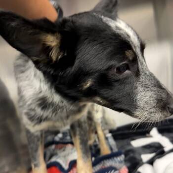 Australian Cattle Dog Blue Heeler and Australian Shepherd Dogs Available for Adoption - Peppercorn | PetCurious