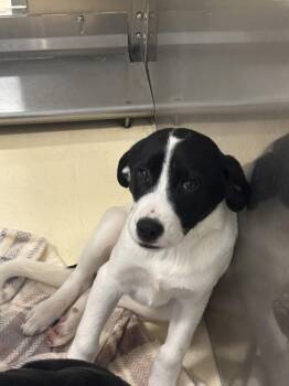 Shepherd Dogs Available for Adoption in Kalamazoo, Michigan - Harry | PetCurious