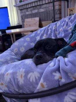 Bugsy -  Boxer and Mixed Breed Dog for Adoption in Vero Beach, Florida - Bugsy | PetCurious