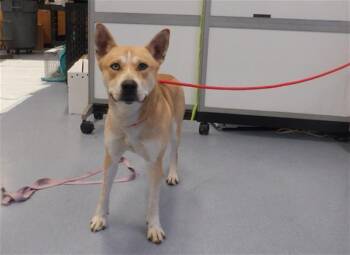 Rescue Siberian Husky and Mixed Breed Dogs for Adoption in San Jose, California - LEELA | PetCurious