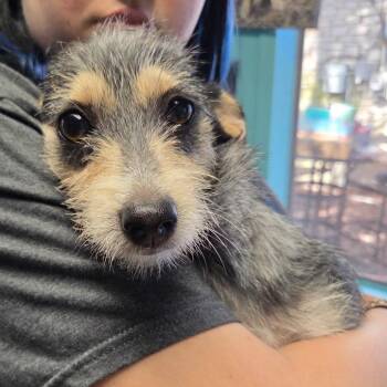 Joy -  Miniature Schnauzer and Wirehaired Terrier Dog for Adoption in Boerne, Texas - Joy | PetCurious