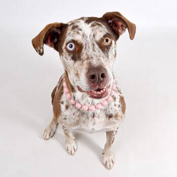 Rescue Catahoula Leopard Dog Dogs for Adoption in Murray, Utah - Pippa | PetCurious
