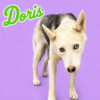 Doris -  Husky Dog for Adoption in Scottsdale, Arizona - Doris | PetCurious