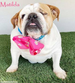 Rescue Bulldog Dogs for Adoption in San Diego, California - Matilda | PetCurious