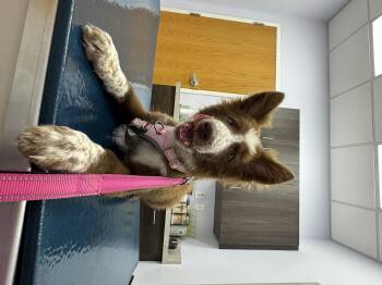 Charolette -  German Shepherd Dog Dog for Adoption in Watertown, Connecticut - Charolette | PetCurious