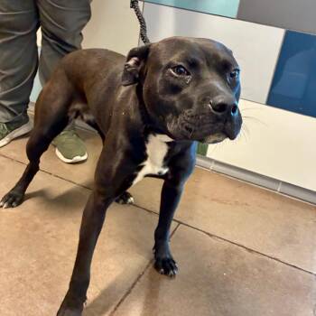 Galadriel -  Terrier Dog for Adoption in Chattanooga, Tennessee - Galadriel | PetCurious