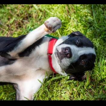 Linus -  Great Dane and Mixed Breed Dog for Adoption in Lake Jackson, Texas - Linus | PetCurious