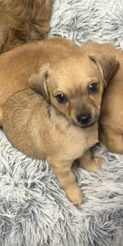Prospector -  Dachshund and Chiweenie Dog for Adoption in Gilbert, Arizona - Prospector | PetCurious