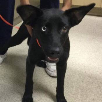 WALNUT -  German Shepherd Dog and Mixed Breed Dog for Adoption in Riverside, California - WALNUT | PetCurious