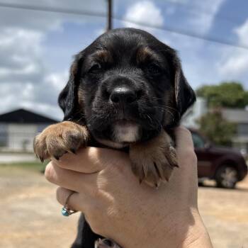 David Copperfield -  Beagle and Boykin Spaniel Dog for Adoption in Columbia, South Carolina - David Copperfield | PetCurious