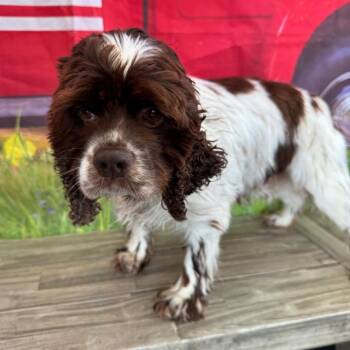 Jaylo -  Cocker Spaniel Dog for Adoption in Normal, Illinois - Jaylo | PetCurious