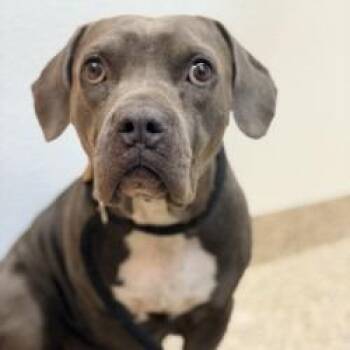 Delphine -  Pit Bull Terrier and Mixed Breed Dog for Adoption in Bullhead City, Arizona - Delphine | PetCurious