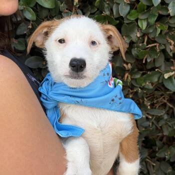 Terrier Dogs Available for Adoption in Pasadena, California - Nigel | PetCurious