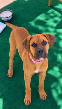 Bonnie -  Pug and American Staffordshire Terrier Dog for Adoption in Los Gatos, California - Bonnie | PetCurious