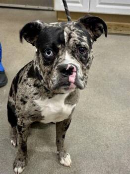 Boxer Dogs Available for Adoption in Monticello, New York - Martin | PetCurious