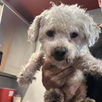 Dawdles -  Terrier and Poodle Dog for Adoption in San Gabriel, California - Dawdles | PetCurious