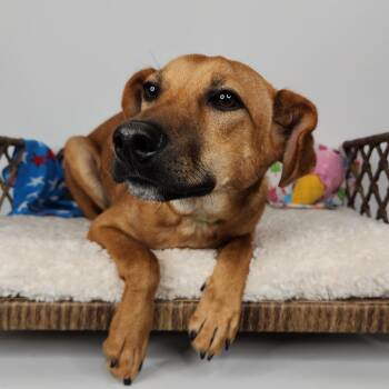 Columbus -  Hound Dog for Adoption in Fort Wayne, Indiana - Columbus | PetCurious