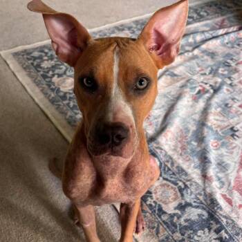 Olive Oyl -  American Staffordshire Terrier Dog for Adoption in Yonkers, New York - Olive Oyl | PetCurious