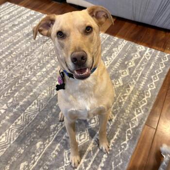 Labrador Retriever Dogs Available for Adoption - Jake | PetCurious