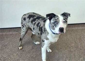 LOKI -  Australian Shepherd Dog for Adoption in Brentwood, Missouri - LOKI | PetCurious