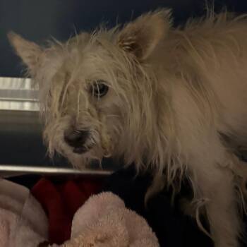 Taz Pluto -  Terrier Dog for Adoption in Yuma, Arizona - Taz Pluto | PetCurious