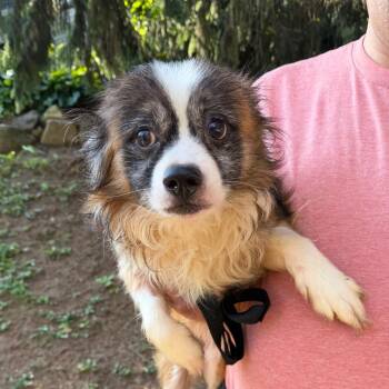Yeti -  Pekingese Dog for Adoption in Chester Springs, Pennsylvania - Yeti | PetCurious