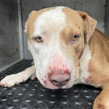 Apollo -  Pit Bull Terrier Dog for Adoption in Edinburg, Texas - Apollo | PetCurious